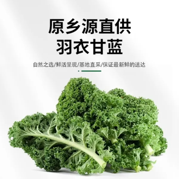 原乡源新鲜嫩叶羽衣甘蓝蔬菜500g羽衣甘蓝粉沙拉、榨汁、健身减脂