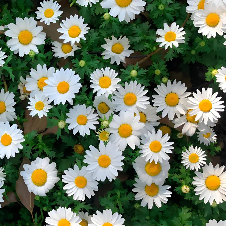 白晶菊小雏菊花种籽洋甘菊花种籽子四季播种花种籽简单好发芽开花