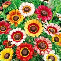花环菊种子庭院室外三色菊花种籽子混色花海四季播种开花易活耐寒