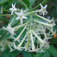 夜来香种子 木本花卉芳香植物种子夜香花夜兰香夜丁香千里香小树