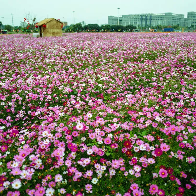 太阳花波斯菊百日草野花组合花海组合格桑花蜀葵翠菊月见草花种子
