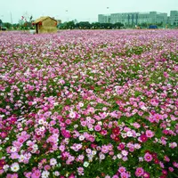 太阳花波斯菊百日草野花组合花海组合格桑花蜀葵翠菊月见草花种子