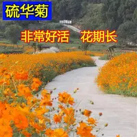 硫华菊花籽四季播种开花黄波斯菊花种子庭院花卉植物黄秋英花盆栽