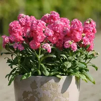 紫罗兰种子花种籽孑混色四季易种开花不断阳台庭院盆栽园艺耐寒花