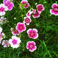 常夏五彩石竹花种籽子混色常夏庭院须苞石竹花籽阳台四季播种开花