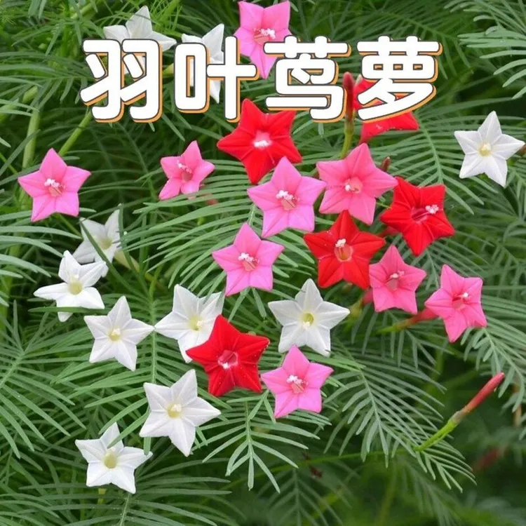 羽叶茑萝花种子四季开花易活庭院室外内盆栽爬藤攀援植物花种籽子