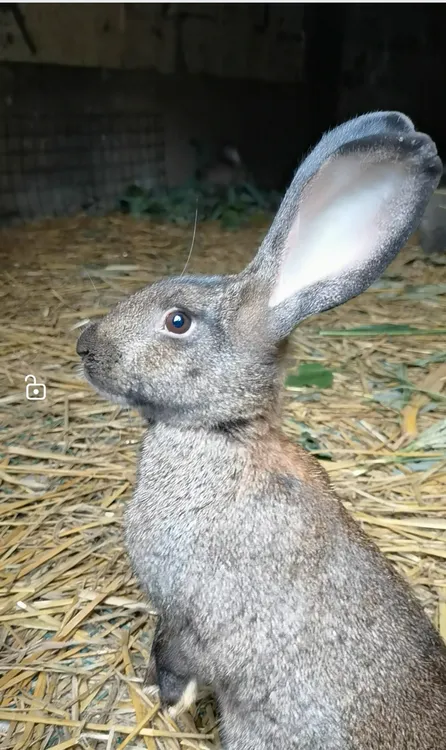 大型比利时种兔（两只）可繁殖到家适合家养的兔子活体