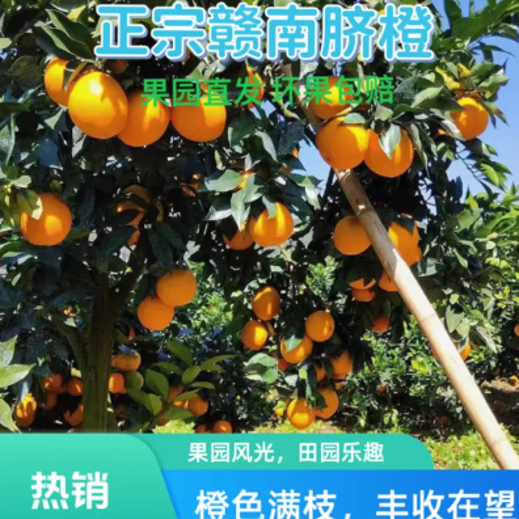 【小份量特惠尝鲜装】赣南脐橙新鲜当季水果赣州产地直发手剥甜橙