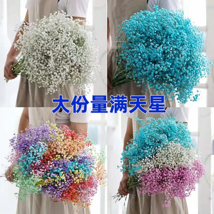 满天星鲜花花束大份真花（新鲜发货）摆放时间长 不放水 自然风干