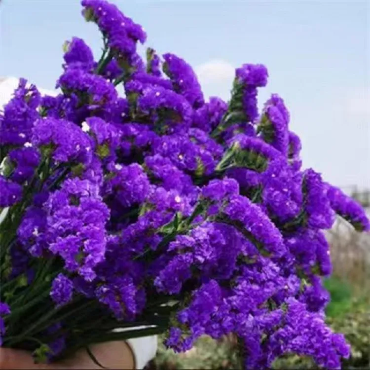 深紫色勿忘我 鲜花真花蓝色勿忘我 半干花倒挂自然风干摆放时间长