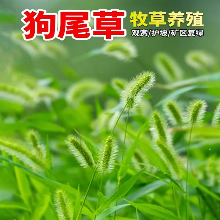狗尾巴草籽矿山复绿野草种子四季播种耐旱绿化观赏草坪护坡牧草种