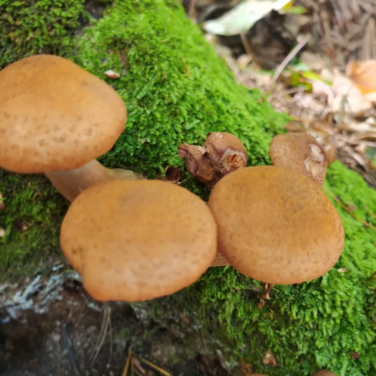 东北头茬榛蘑与小鸡绝配