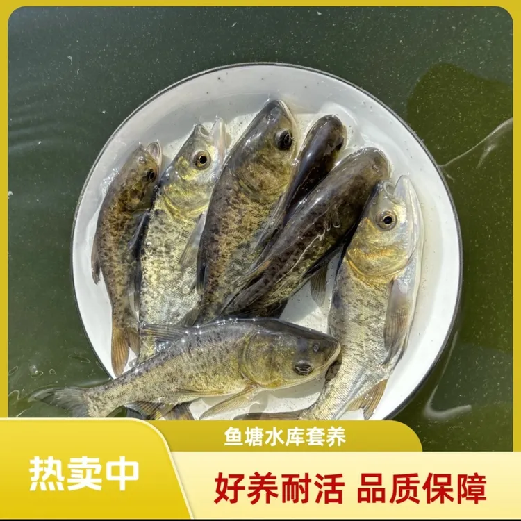花鲢鱼   大头鱼鳙鱼淡水养殖观赏鱼活体宠物鱼好养