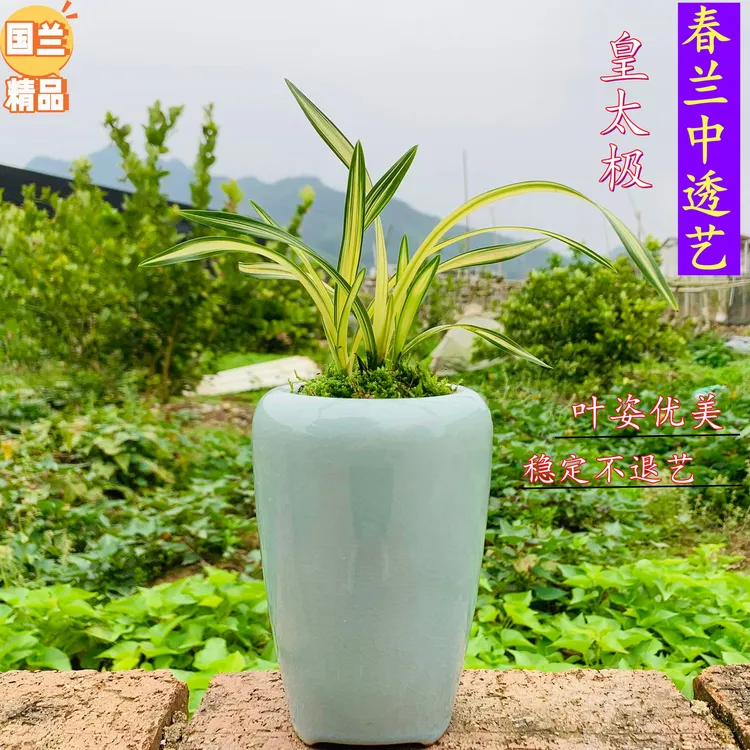 兰花 春兰中透艺 皇太极 艺草花艺双全阳台客厅花卉绿植优质盆栽