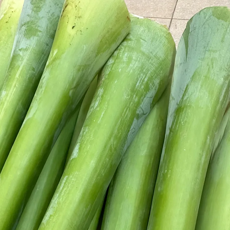 【新鲜广菜】现摘芋荷梗 芋禾杆 白芋荷芋蒙杆白广荷芋头杆煮鱼煮鸭