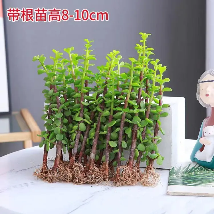 金枝玉叶盆栽小苗花卉四季常青阳台多肉桌面净化空气盆景好养绿植