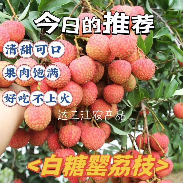 甄选广东白糖罂新鲜甄选现摘妃子笑荔枝桂味孕妇水果当季10斤皮薄
