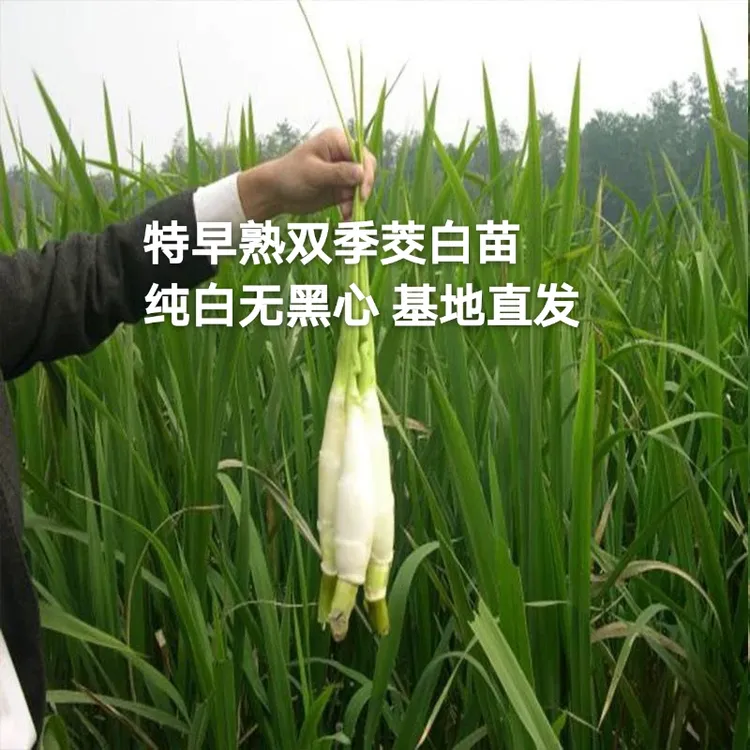 特早熟茭白苗双季茭白苗茭瓜苗高笋种苗高瓜苗当天现挖苗包邮