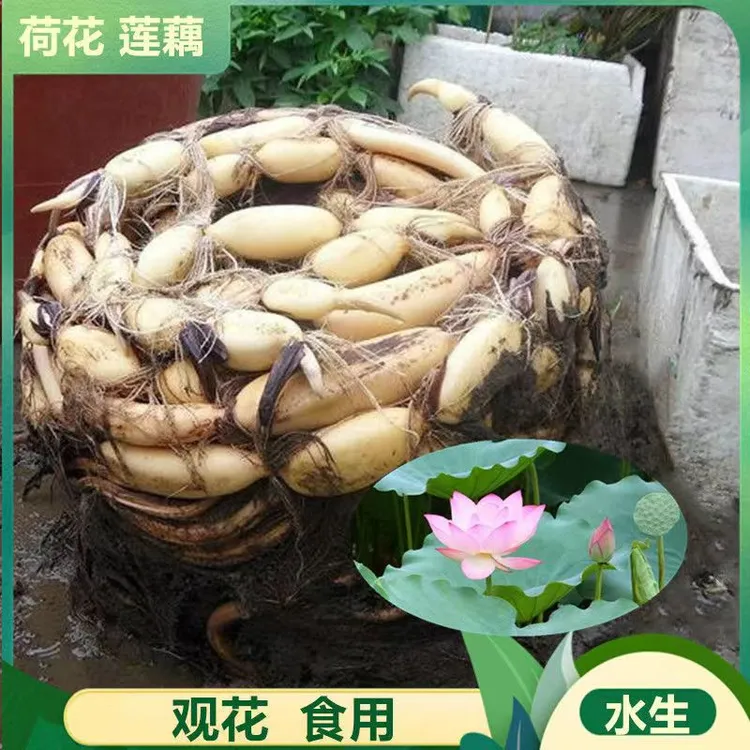 大型观赏荷花种藕苗 莲藕种苗 盆栽荷花种根苗荷花苗莲藕苗莲花苗