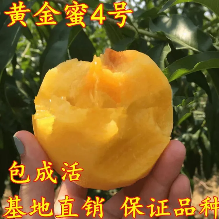 嫁接新品种特大桃树苗黄金蜜水蜜桃苗地栽黄桃树苖南北方种植