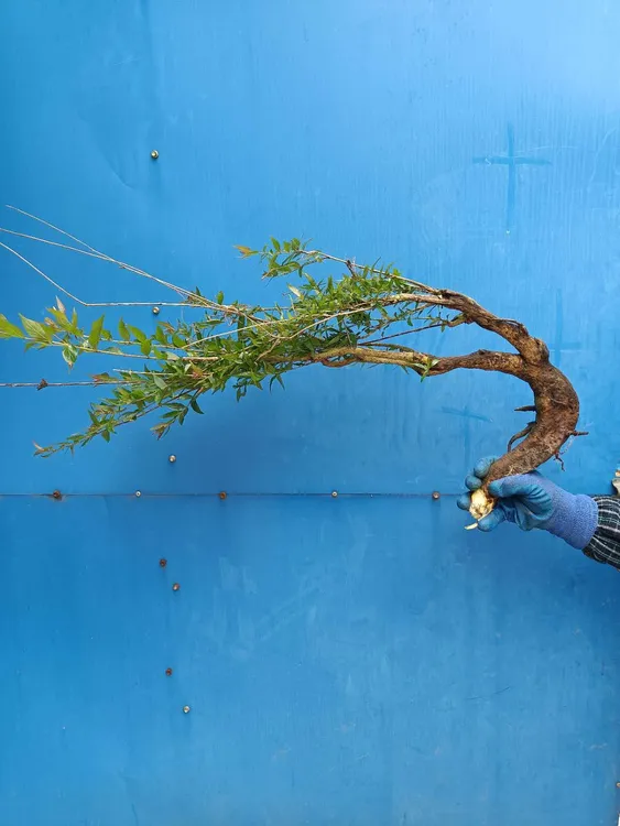 鱼缸造景植物易活易养水杨梅水陆缸植物水旱盆景山水盆景盆景批发