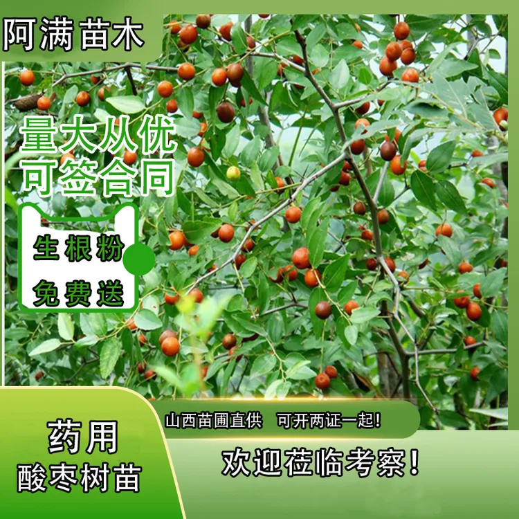 酸枣树苗药用高产晋酸3号酸枣苗南北方种植 耐寒耐旱当年结果苗