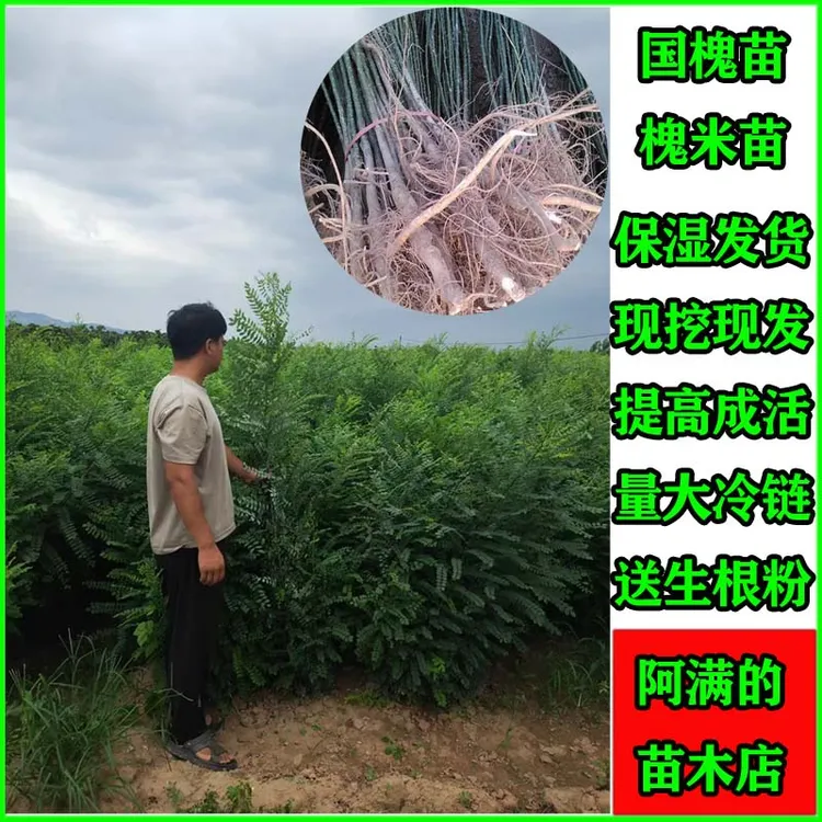 国槐苗槐米树苗速生国槐苗绿化树苗南北方庭院种植现挖现发包邮