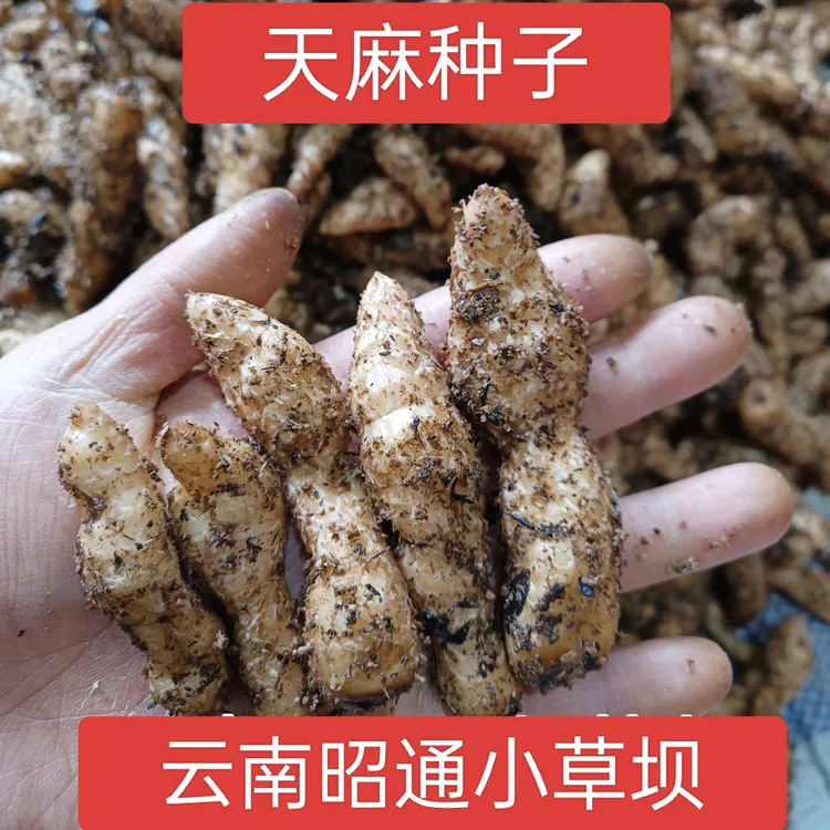 天麻种子昭通小草坝天麻可种植一斤5斤产地新鲜现挖发货天麻苗