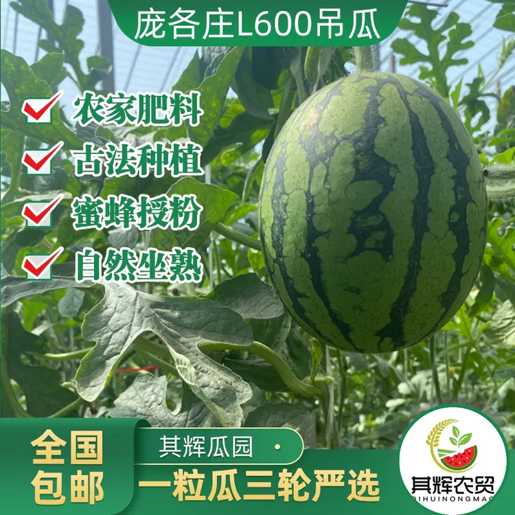 顺丰包邮4粒甄选14-16斤庞各庄L600头茬吊瓜现摘现发坏果包赔