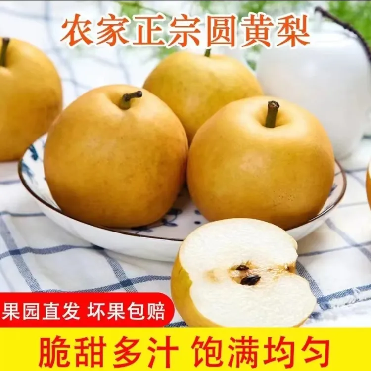 新鲜水果圆黄梨脆皮梨现摘现发5斤（12个以内个）