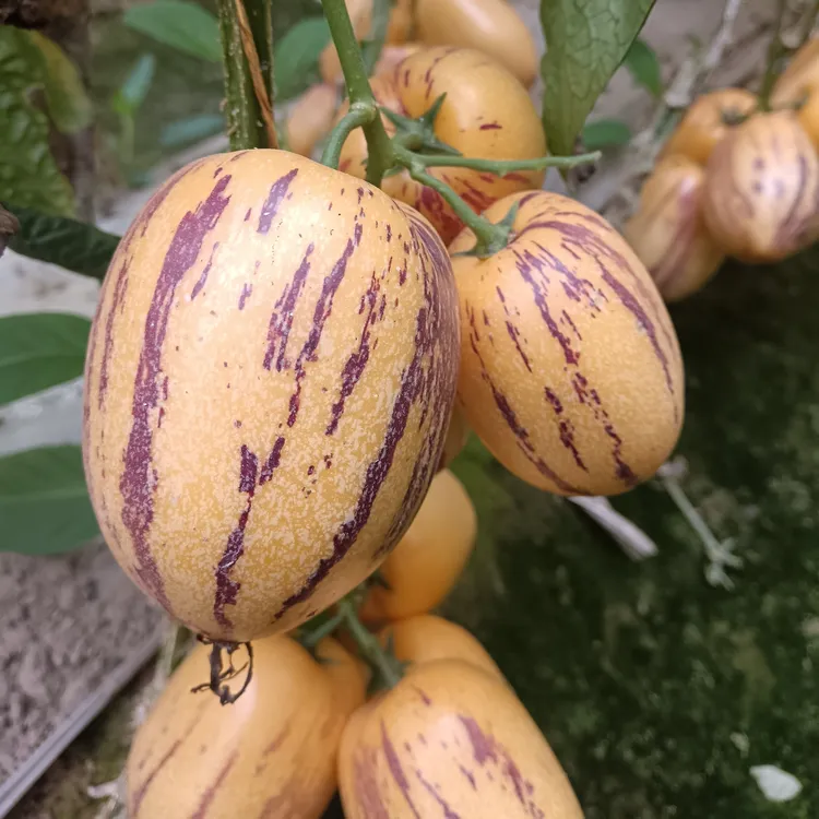 甘肃民勤沙漠树上熟黄肉果新鲜清甜当季水果根达菜人参果新鲜