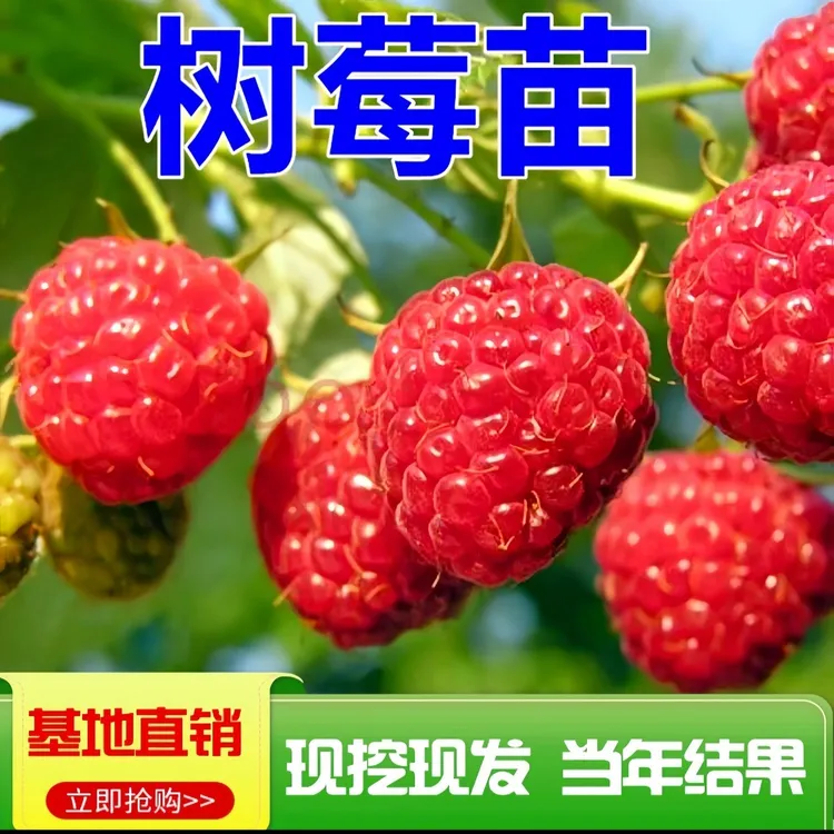 双季红树莓苗买一送一带土球四季可种盆栽地栽阳台水果树苗