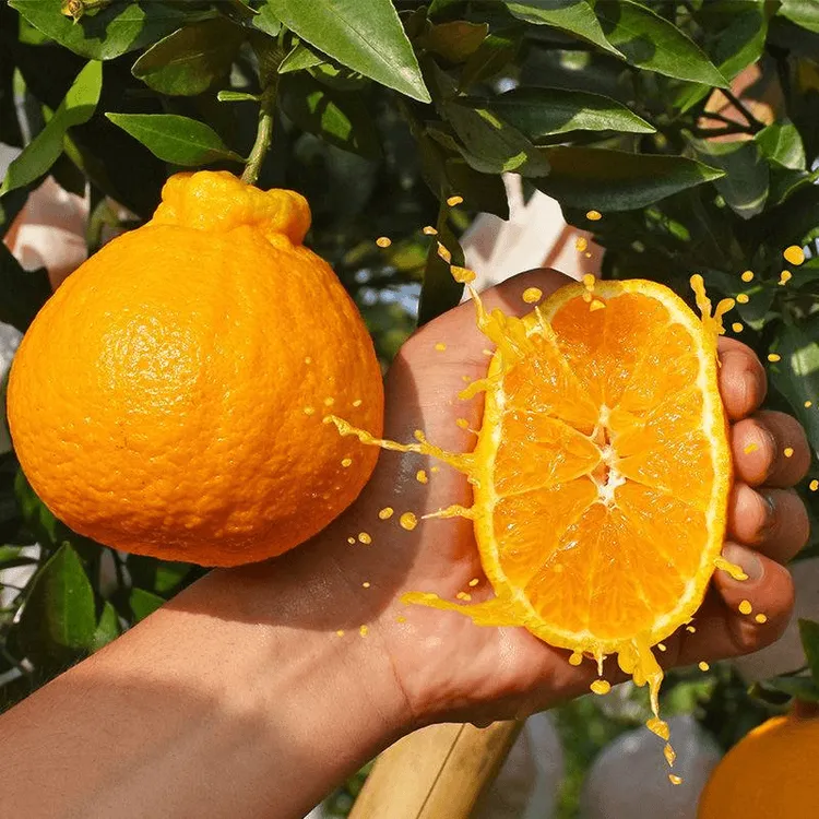 特大春见耙耙柑树苗丑柑橘桔子树粑粑柑苗南北方种植盆栽地栽树苗