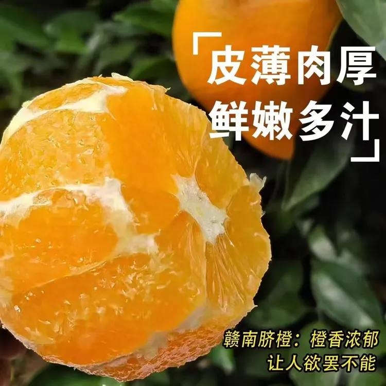 正宗赣南脐橙 现摘现发 产地直发 爆甜