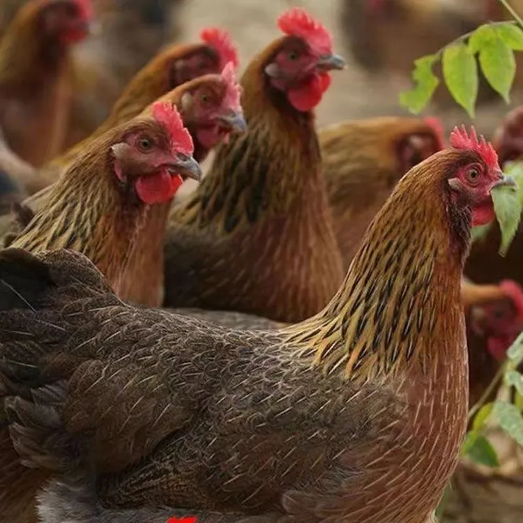 农家散养青脚麻鸡月子走地鸡