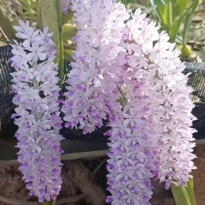 大坡花卉各种花卉（一物一拍石斛兰绿植绿植盆栽植物石斛花3号）