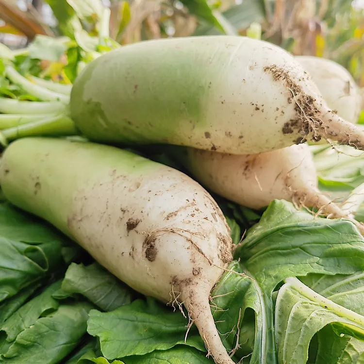 【方松农产】自种冬萝卜 选摘现发4.5-5斤装5-8个
