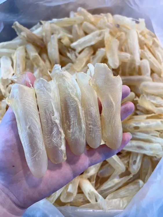 东南亚黄花胶筒90头左右煲汤炖甜品做奶冻