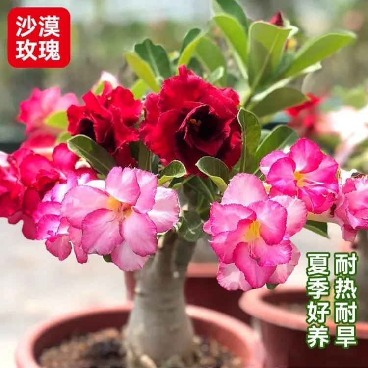 【重瓣沙漠玫瑰】沙漠玫瑰花苗观花植物四季开花室内绿植花卉盆栽