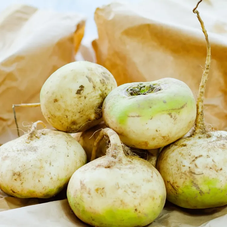 新疆恰玛古碱性蔬菜柯坪特产芜菁炖肉凉拌炒菜营养诸葛菜产地直发