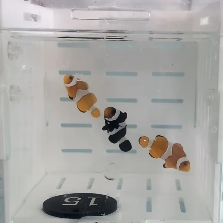 海水鱼发货养鱼尼莫海水活鱼人工养2公子小丑鱼1奥黑小丑鱼送鱼粮