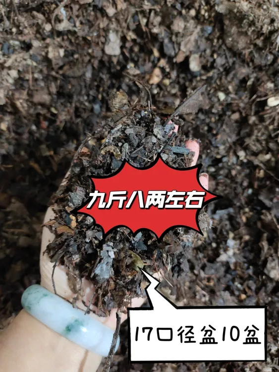 君子兰专用腐叶土（青海新疆西藏不包邮）