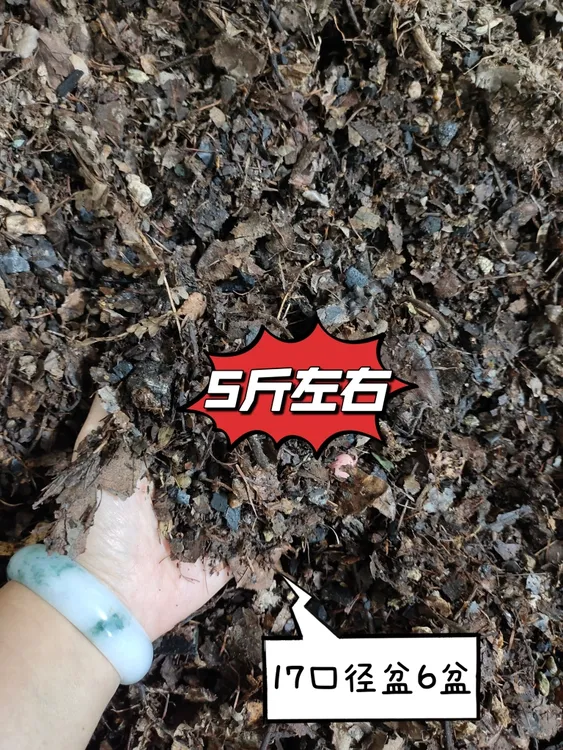 君子兰专用腐叶土（青海新疆西藏不包邮）