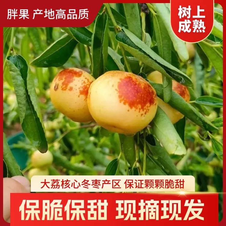 【京东5斤】树熟正宗大荔冬枣高品质产区现摘现发冰糖鲜枣脆甜应季