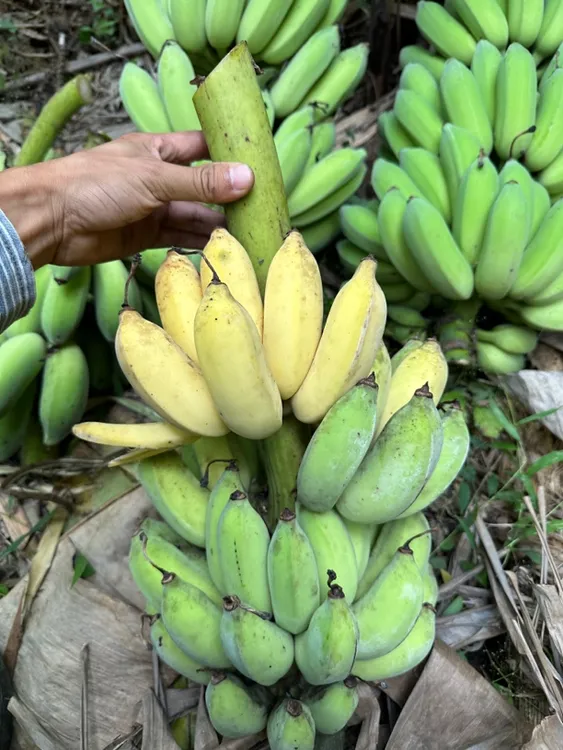 小米蕉贵州正宗野生原生态小米香蕉好吃自然成熟泡沫箱发货