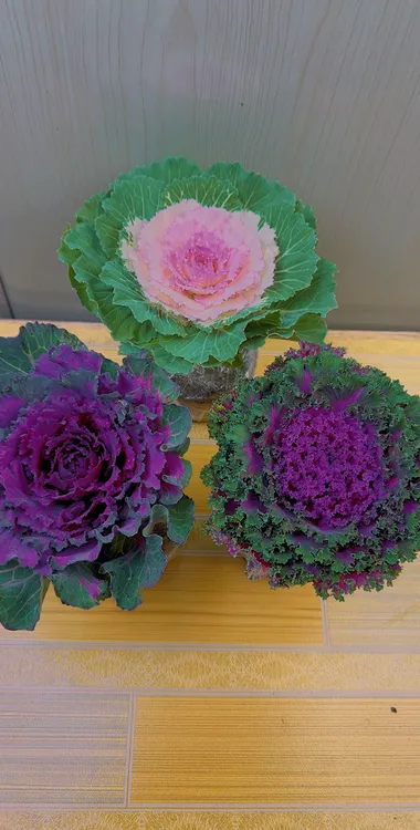 拍一发三羽衣甘蓝耐寒不怕冻