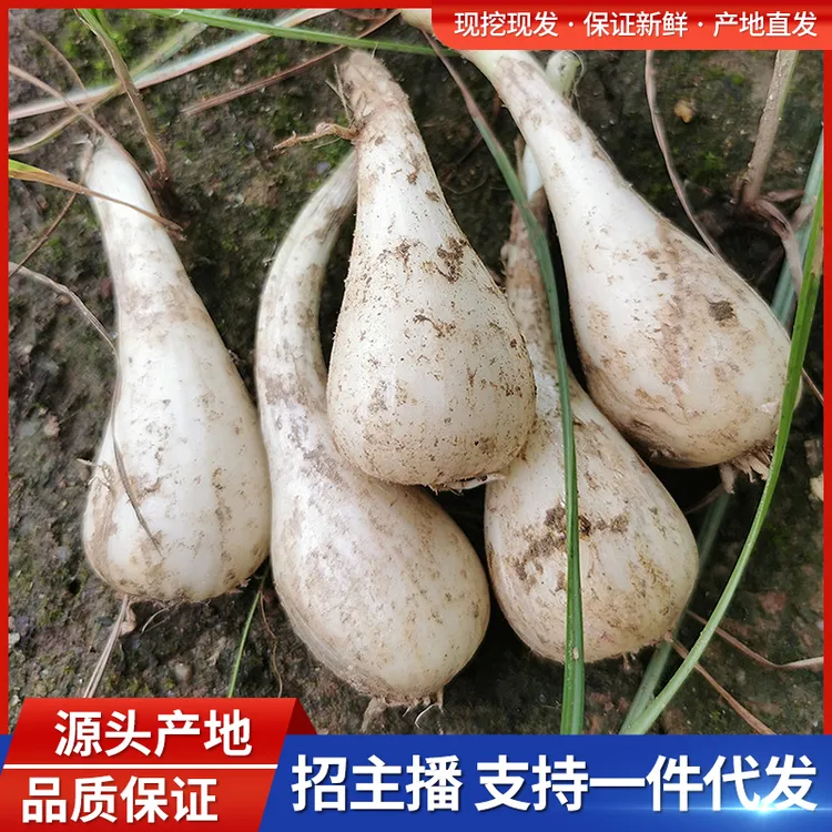 (粉丝专享)荞头新鲜藠头现挖无根须无叶生农家自种把子蒜高山菜蒜
