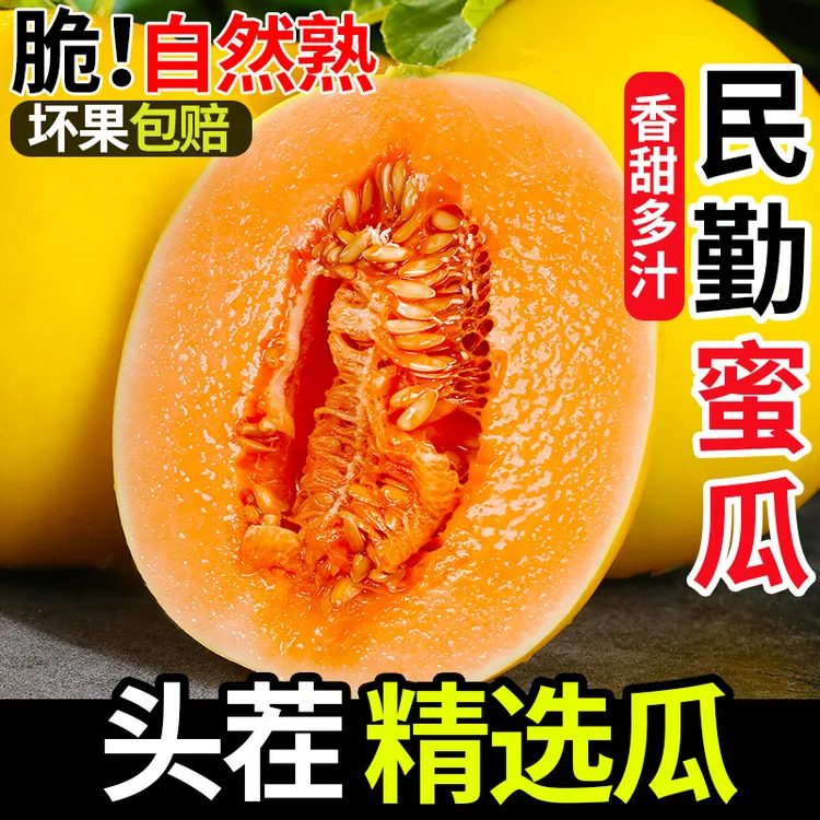 【产地直发】甘肃民勤蜜瓜金红宝甜瓜黄金蜜瓜当季新鲜黄河蜜香甜