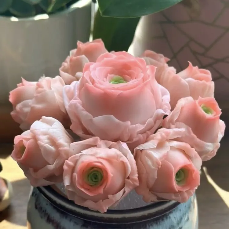 水蜜桃玫瑰多肉植物山地玫瑰成品办公室客厅桌面阳台新手好养绿植