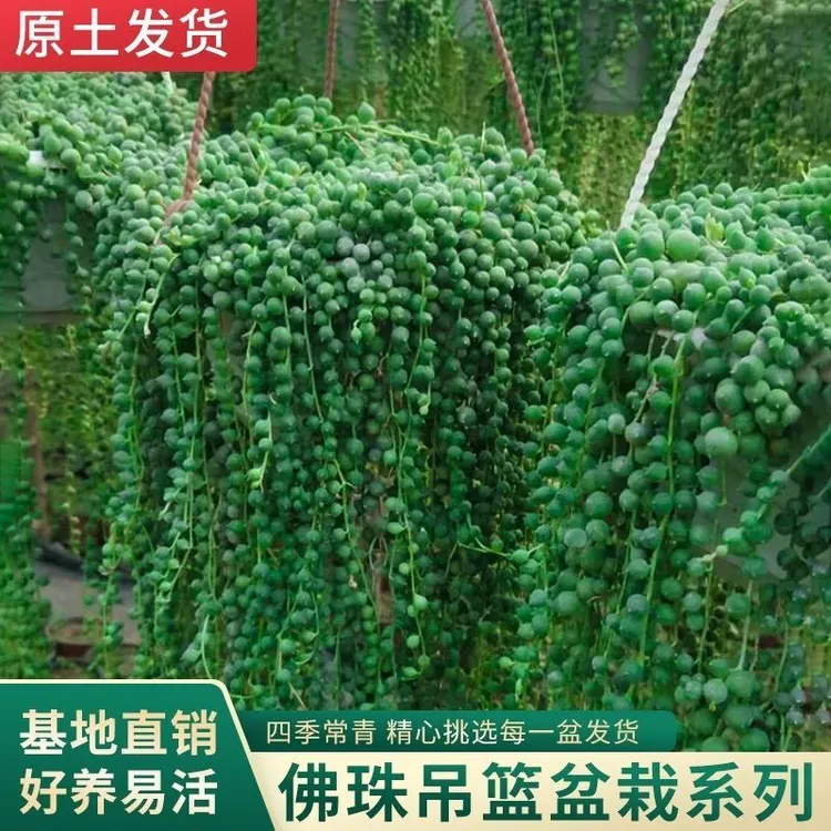 佛珠情人泪多肉植物吊兰爱之蔓长藤垂吊耐旱耐养挂壁吊篮四季常绿